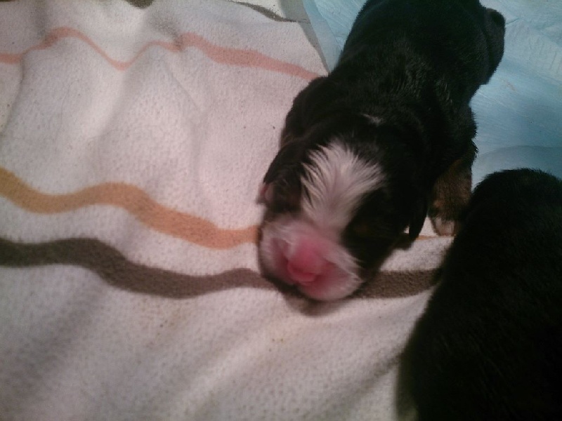 Du Domaine Des Près Du Reste - Bouvier Bernois - Portée née le 28/03/2014